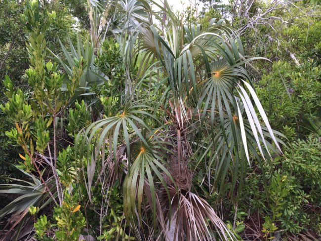 picture rights picture rights